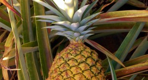 sage_farms_pineapple_hawaii